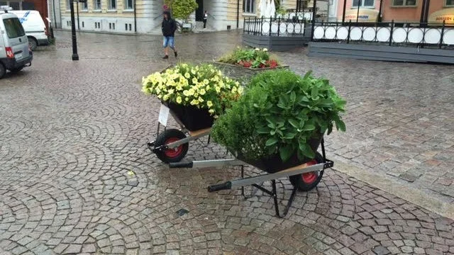 Årets sommar-happening; blommande skottkärror.