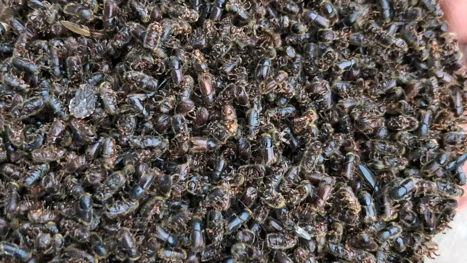 Tusentals granbarkborrar fångade i en av Skogsstyrelsens övervakningsfällor.