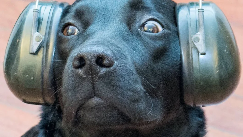 Hunden kan få bestående skador genom att bli oerhört rädd för ljud, om den utsätts för höga smällare och fyrverkerier.