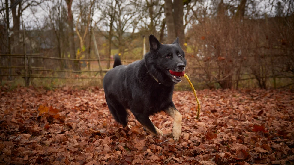 Den tyska schäfern Otiz prisas som årets bragdhund.