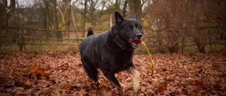 Räddade 130 kor – tyska schäfern Otiz, 7, är årets bragdhund