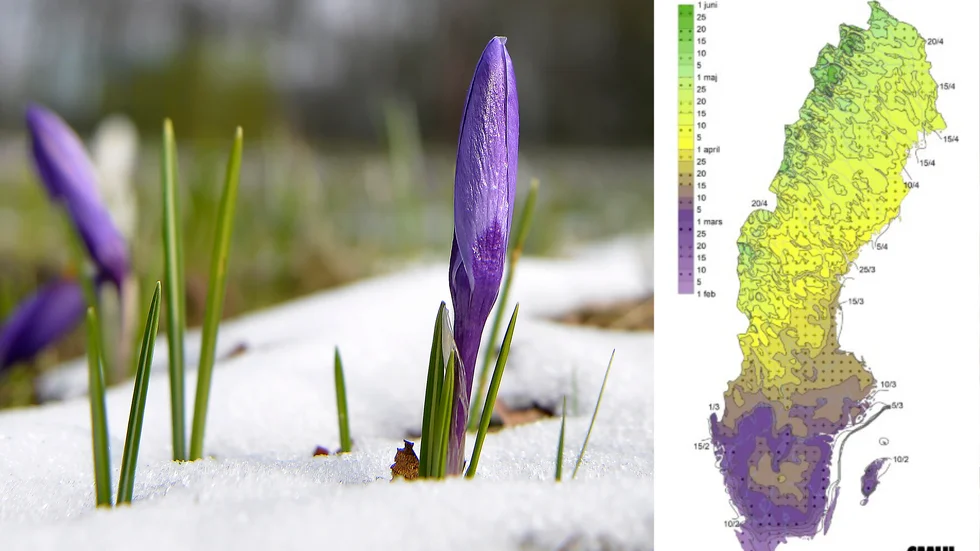Till höger visas en karta över när den meteorologiska våren vanligtvis startat mellan perioden 1991 till 2020. I år kan våren dock nå Uppland tidigare än så.