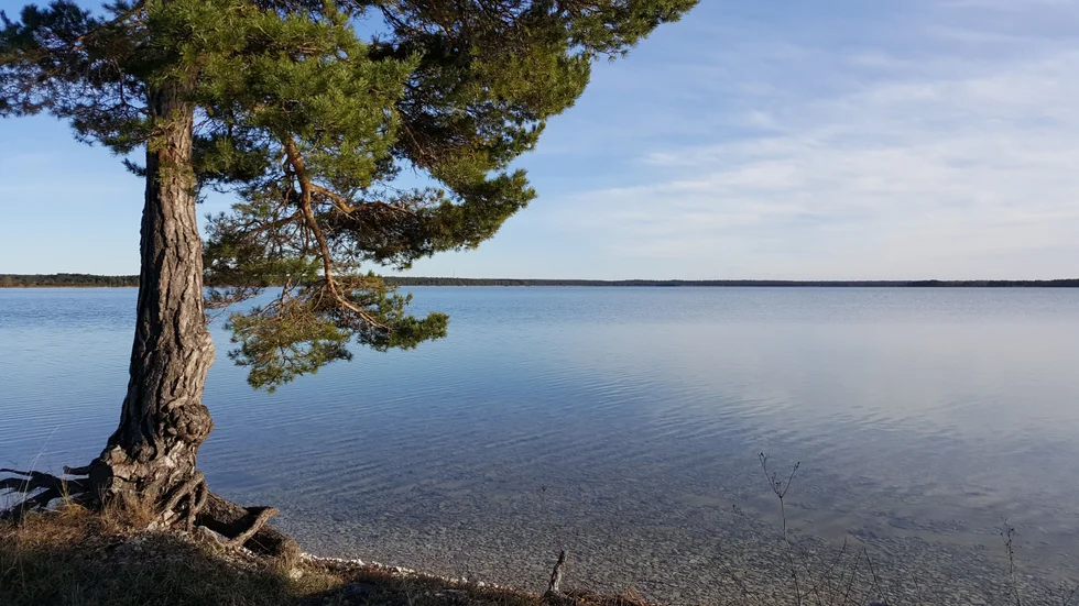 Gotlands största insjö, Bäste träsk, centralt i den nya nationalparken.