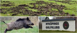 Vildsvinen tillbaka på banan: "Det plågar oss"