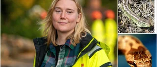 Planer på 800 bostäder i riskzonen: Hotade arter hittade