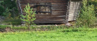 Läsarbild: Lada omsluten av skog