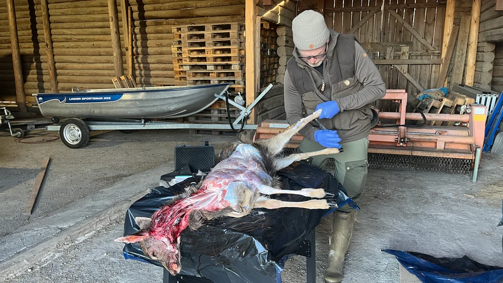 Ingemar Parck jobbar metodiskt och är van att undersöka många olika typer av döda djur. I ungefär sju år tid har han jobbat med att besikta djur på Länstyrelsen.