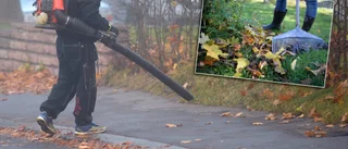 Lövblås eller kratta?         