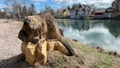 Bävern i Borensberg har döpts – till Boris Berg