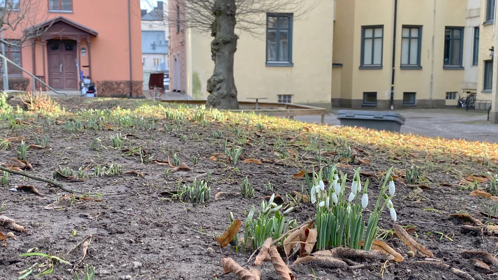 I närheten av Apotekaregatan i Linköping står snödropparna i full blom.