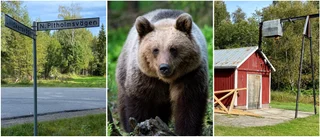 Skogsvana Margareta räds inte Norra Pitholm efter björnmötet