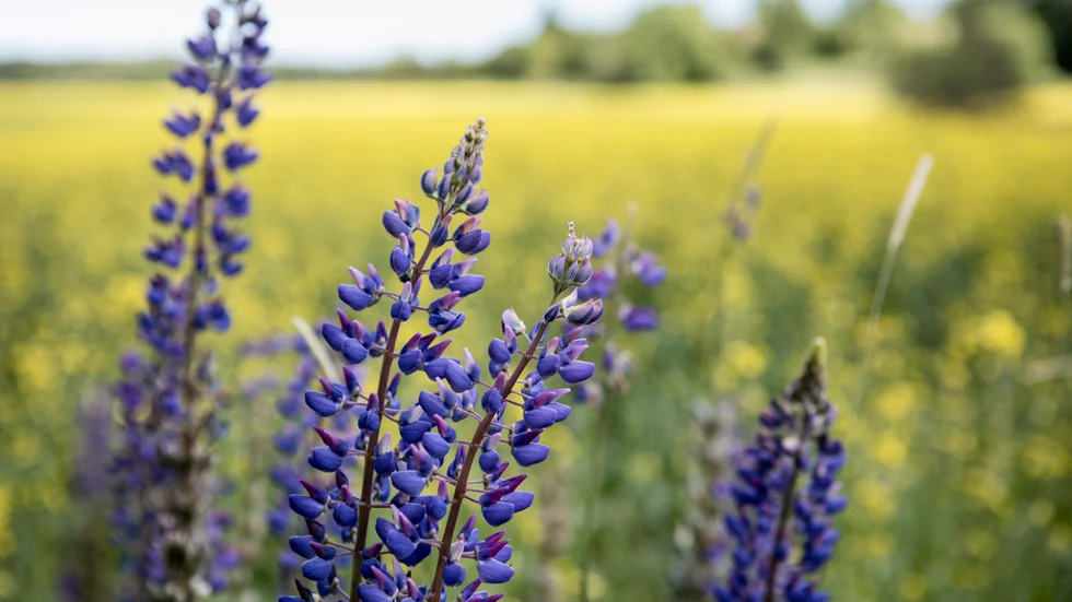 Lupin