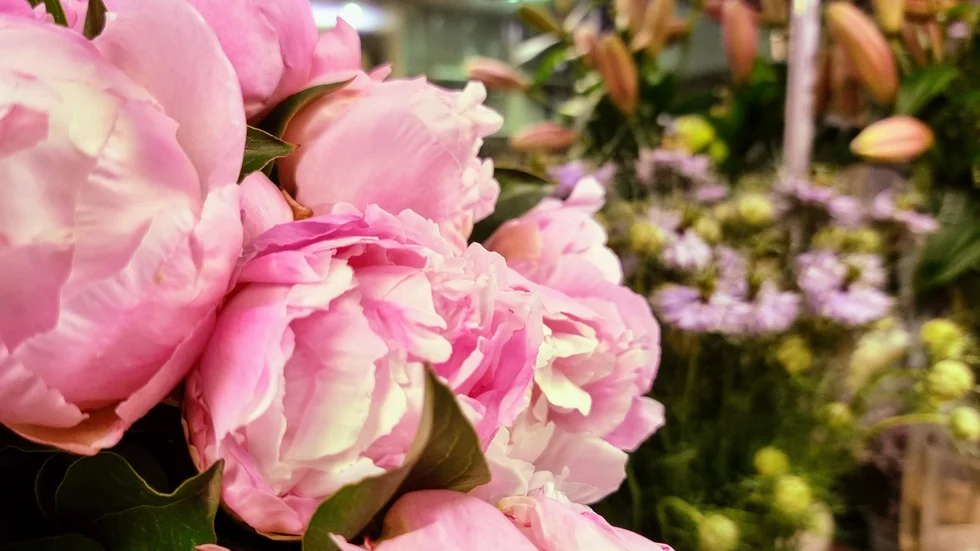 Pioner är den absolut vanligaste blomman att säljas hos Gullvivan under Mors dag.