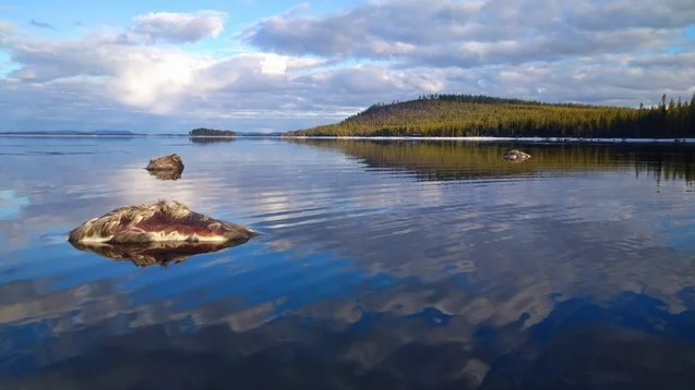 Ett tiotal döda älgar flöt i land i samband med islossningen. "De kom flytande som stora stenar", säger Alf Sundström, boende i Racksund.