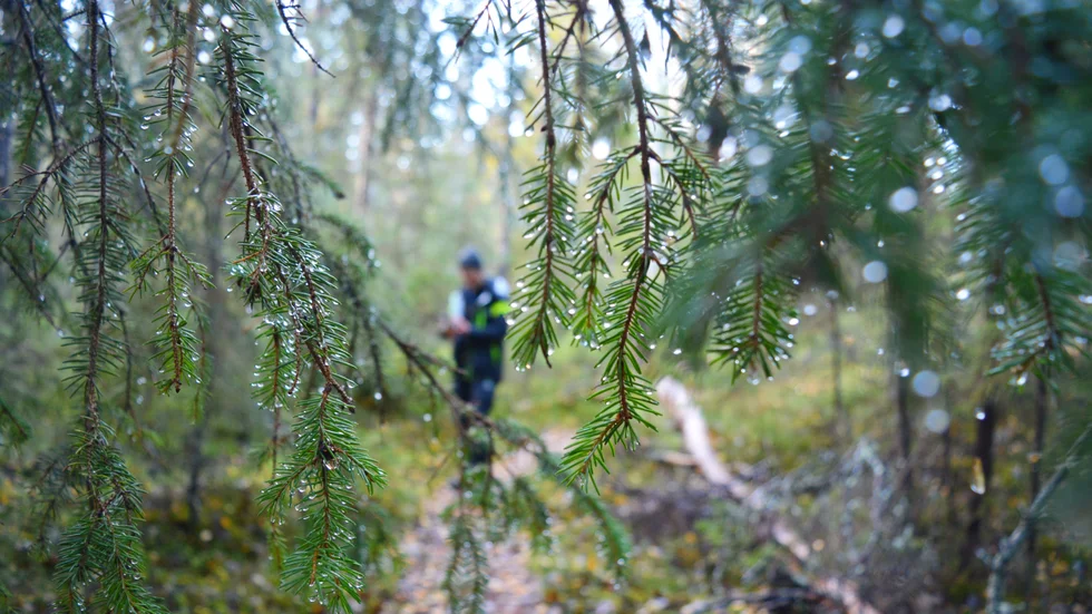 För många är skogen rekreation. 