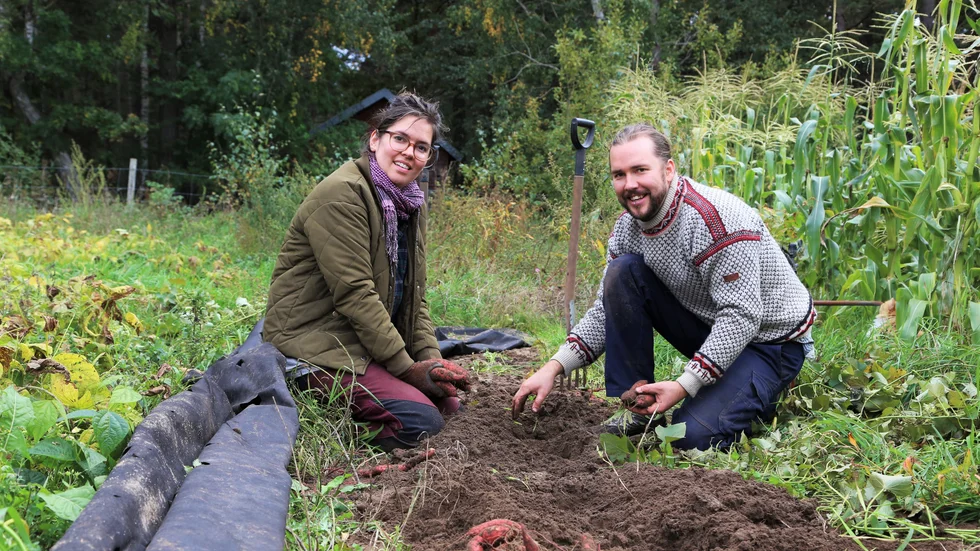 Andrea Bendelin och Viktor Sundén driver den kravmärkta gården, Smissarve i Rone. De säljer på Rekoringen och i egen gårdsbutik. I år var första gången de skördade sötpotatis.