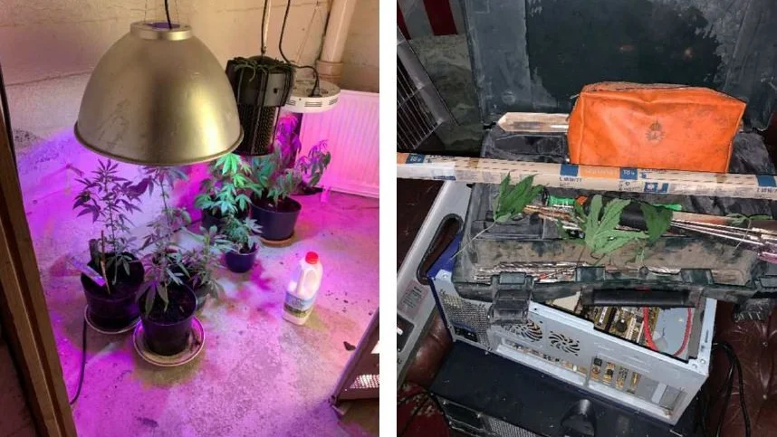 I 50-åringens bostad hittade polisen en cannabisodling. (Bilderna är hämtade ur förundersökningen.) 