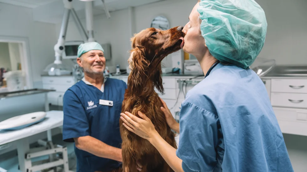 Veterinärbristen riskerar att orsaka lidande för djur i behov av vård.