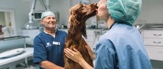 Veterinärbristen är inte bara ett politiskt problem