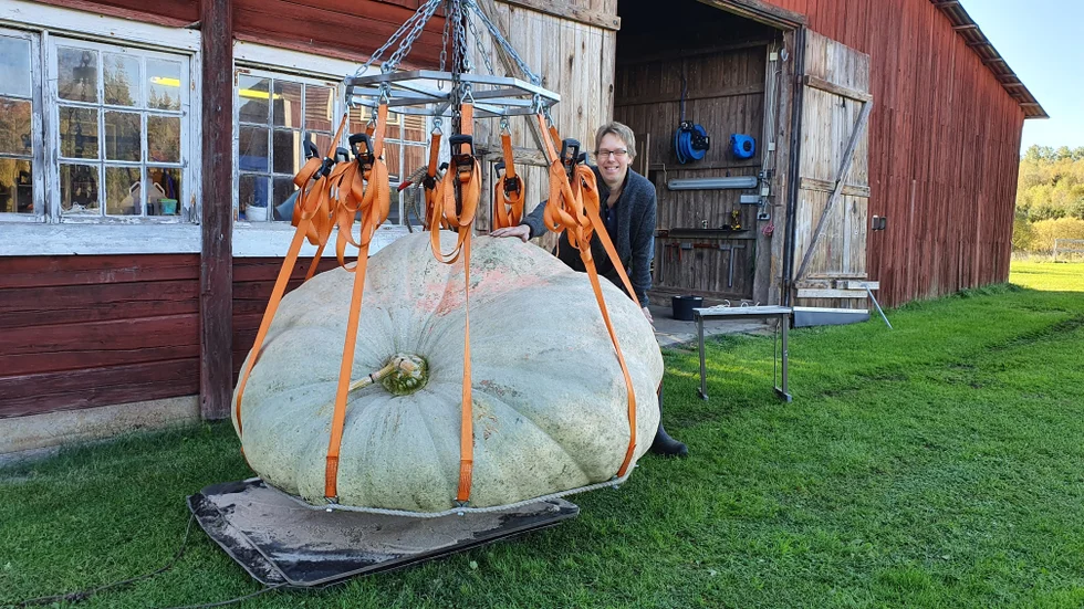 Årets pumpa "Wallace" väger 797 kilo, ungefär lika tung som en valrosshona.
