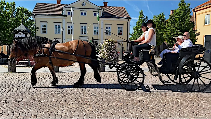 Johanna Blom Petersson styr ekipaget över torget framför Rådhuset. Fionas erfarenhet märktes när hon stolt drog sin vagn genom staden. Varken bilar, springande journalister eller skällande hundar påverkade henne.