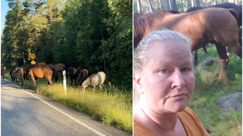 Helen Söderberg vid hästflocken.