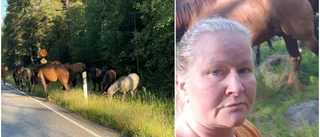 Hästflock rymde – Helen Söderberg tyglade hästarna med sin behå