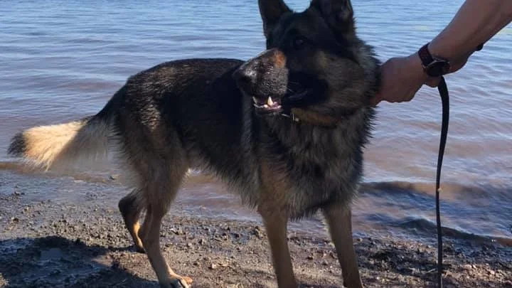 Polishunden Ojje jobbade i värmen och fick sedan ta ett dopp i älven.