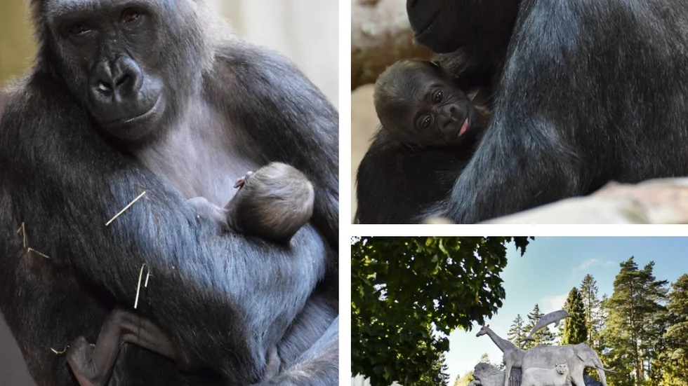 En gorillaunge har fötts på Kolmårdens djurpark.