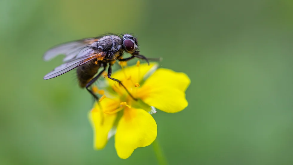 Klipp inte och gläd insekterna, menar "Naturvän".