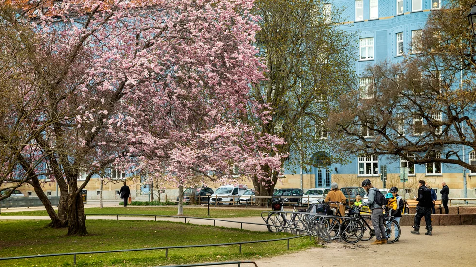Det blommar i Uppsala, här körsbärsträd i Vasaparken.