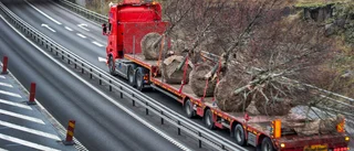 Kommunen har fått överskott av promenadlindar – här planteras de nya träden