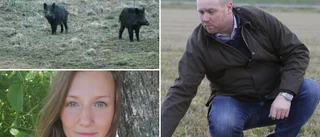 Svårt att få bukt med viltproblem – lantbrukare: "Man känner sig rättslös"