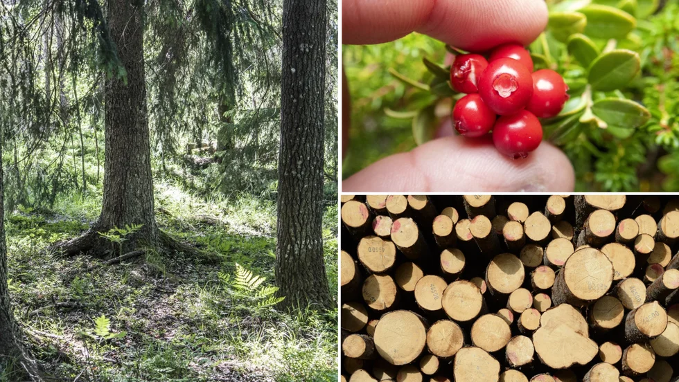 "En sak är tydlig: den dialog som genomförs mellan skogens intressenter är mycket viktig för framtiden. Vi måste acceptera varandra och ta diskussionen om skogsbrukets framtid för att nå framgång. Då fordras det en samsyn, och en förmåga att både ge och ta." Birger Svanström, som avled tidigare i år, reflekterade över det småländska skogsbruket.