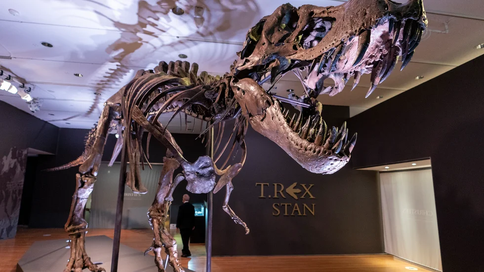 T-rex känsliga käke kan ha gjort att den kunde bära sina ungar eller ägg utan att skada dem, och välja ut de fina bitarna från sina byten. Arkivbild.