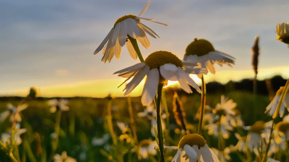 Solen går ned över Norrbotten.