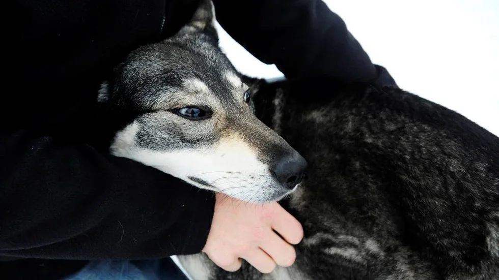 Kom tillbaka. Jämthunden Disa försvann – och var borta i elva dygn. Snön vräkte ner men Disa överlevde skräckdygnen i skogen.