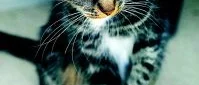 Katten Luna har hittat hem