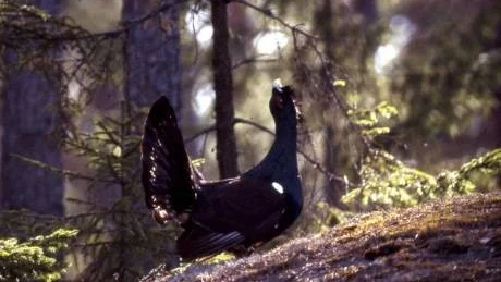 Efter sexton timmar kunde Gunnar Ljunggren ta den här bilden på en spelande tjädertupp.  FOTO: Gunnar Ljunggren