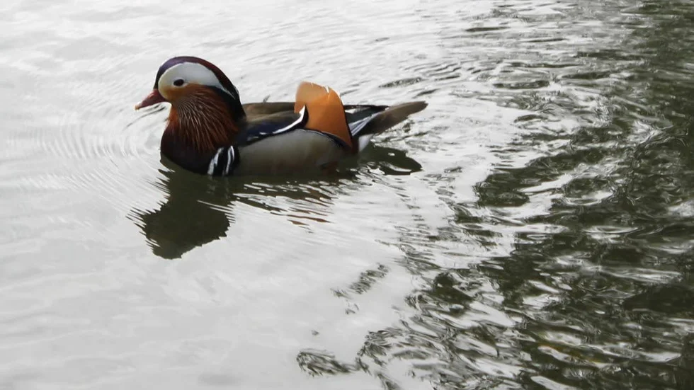 Titta! Där är den ju. Mandarinanden  i Motala.