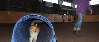 Laddar för skol-SM i hundsport