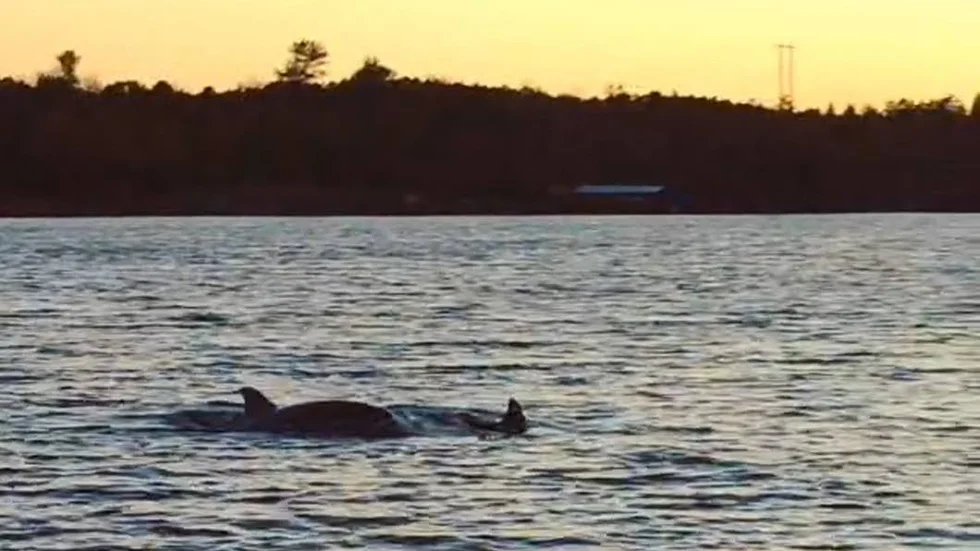 Söndagens delfinbesök vid Händelöp väckte stor uppmärksamhet på sociala medier.