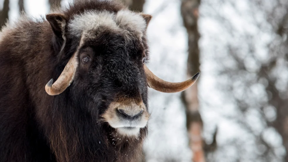 Den här myskoxen bor i fångenskap i Norge och är inte, den i artikeln omtalade, Brutus. Arkivbild.