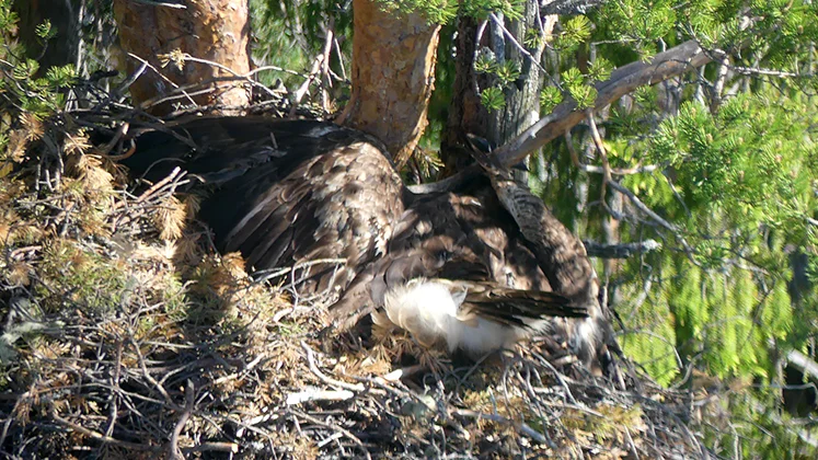 En död kungsörn upptäcktes i juni av Länsstyrelsens naturbevakare. 