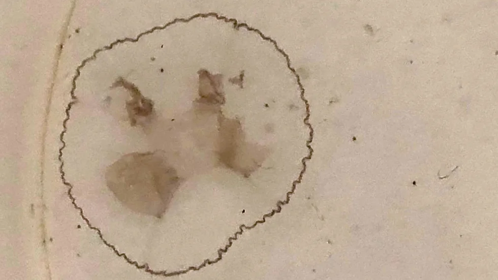 En kinesisk sötvattensmanet från Talluddasjön i Eksjö, där arten blev en överraskning för Rolf Lönander och hans åttaåriga barnbarn Elliot. Maneten, som inte bränns, blir som mest cirka 25 millimeter i diameter.