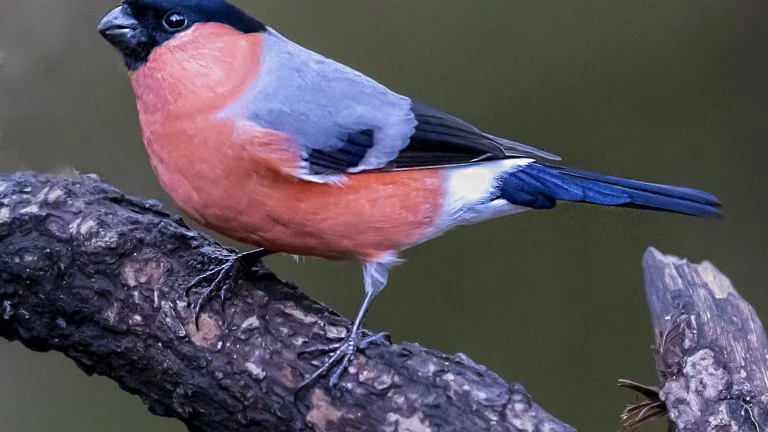 Domherren är en färgglad gäst vid landets fågelbord. 
