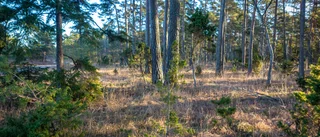 Låt barnen på Gotland komma ut i naturen i sommar