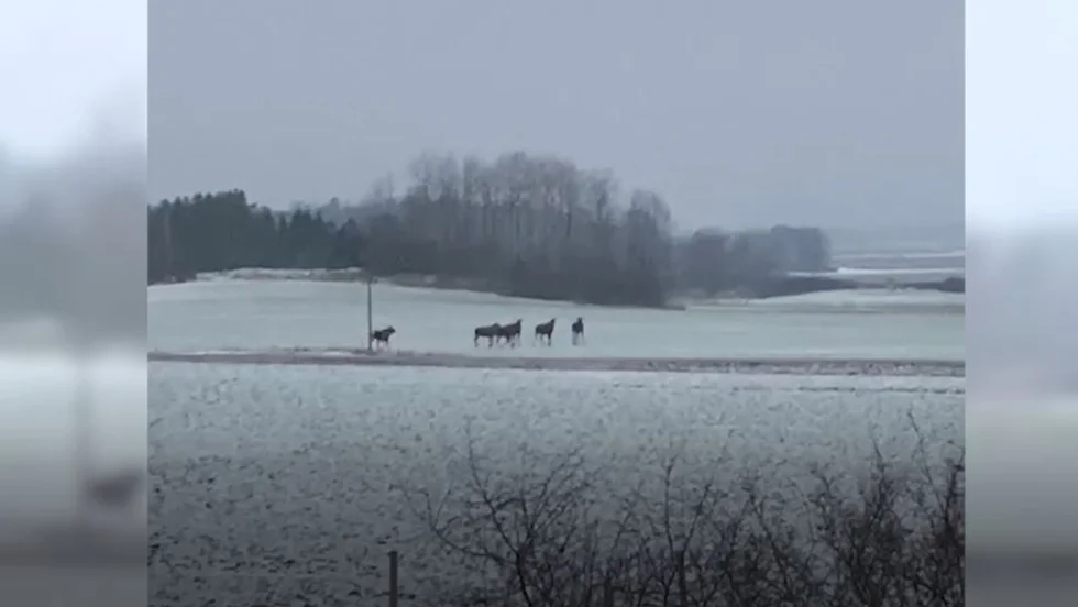 Sex älgar på rad fångades på film ute på Vikbolandet på tisdagsmorgonen.