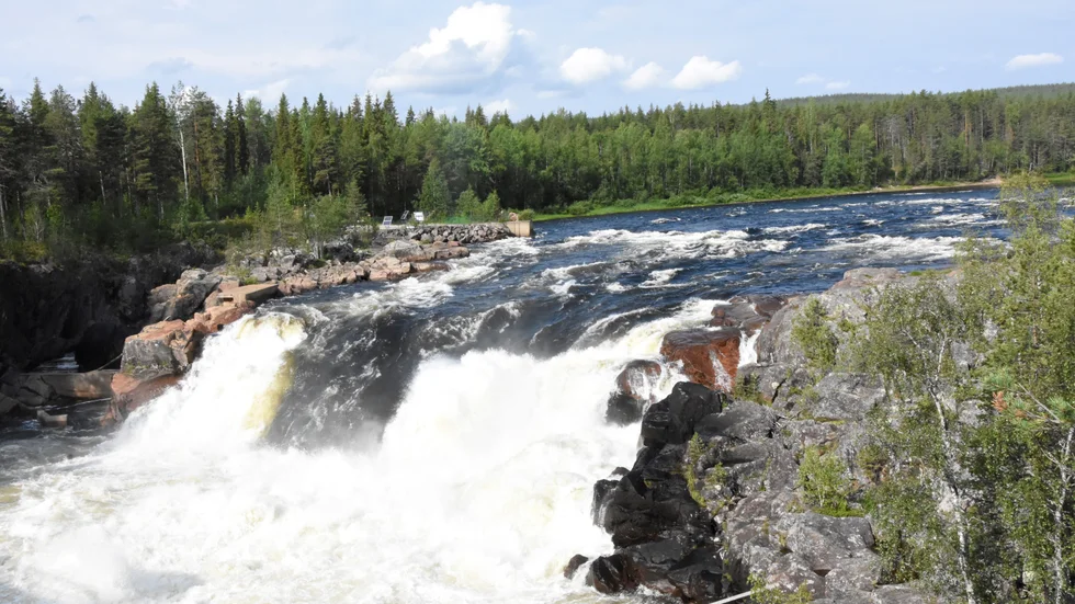 Ett relativt stort antal laxar har i år tagit sig vidare i Kalix älv via laxtrappan i Jokk. Men något fiske har det inte blivit på grund av coronapandemin i år i anslutningen till turistanläggningen.