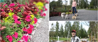 Museiparken i Luleå lyser i all sin blomsterprakt: "Har blivit jättefint här"